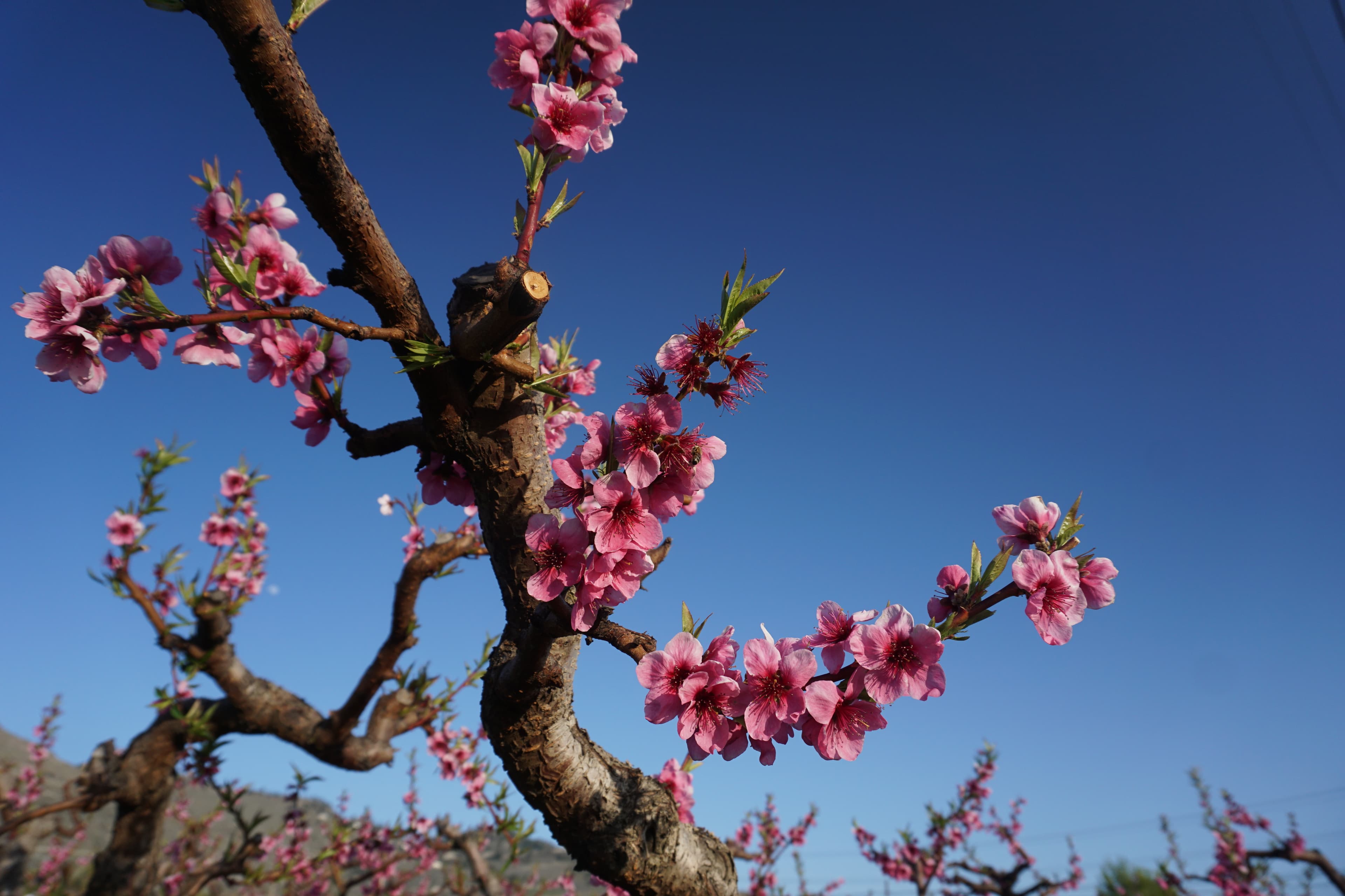 Explore Osoyoos this Spring