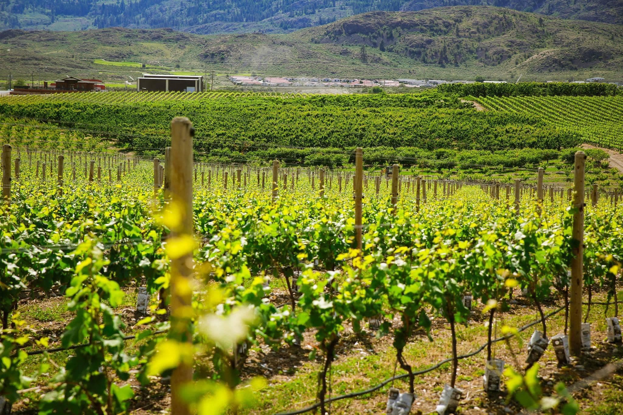 Bordertown Estate Winery