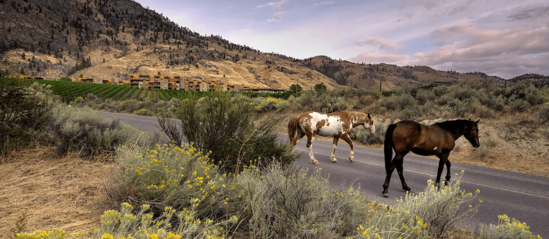 Indian Grove Riding Stables