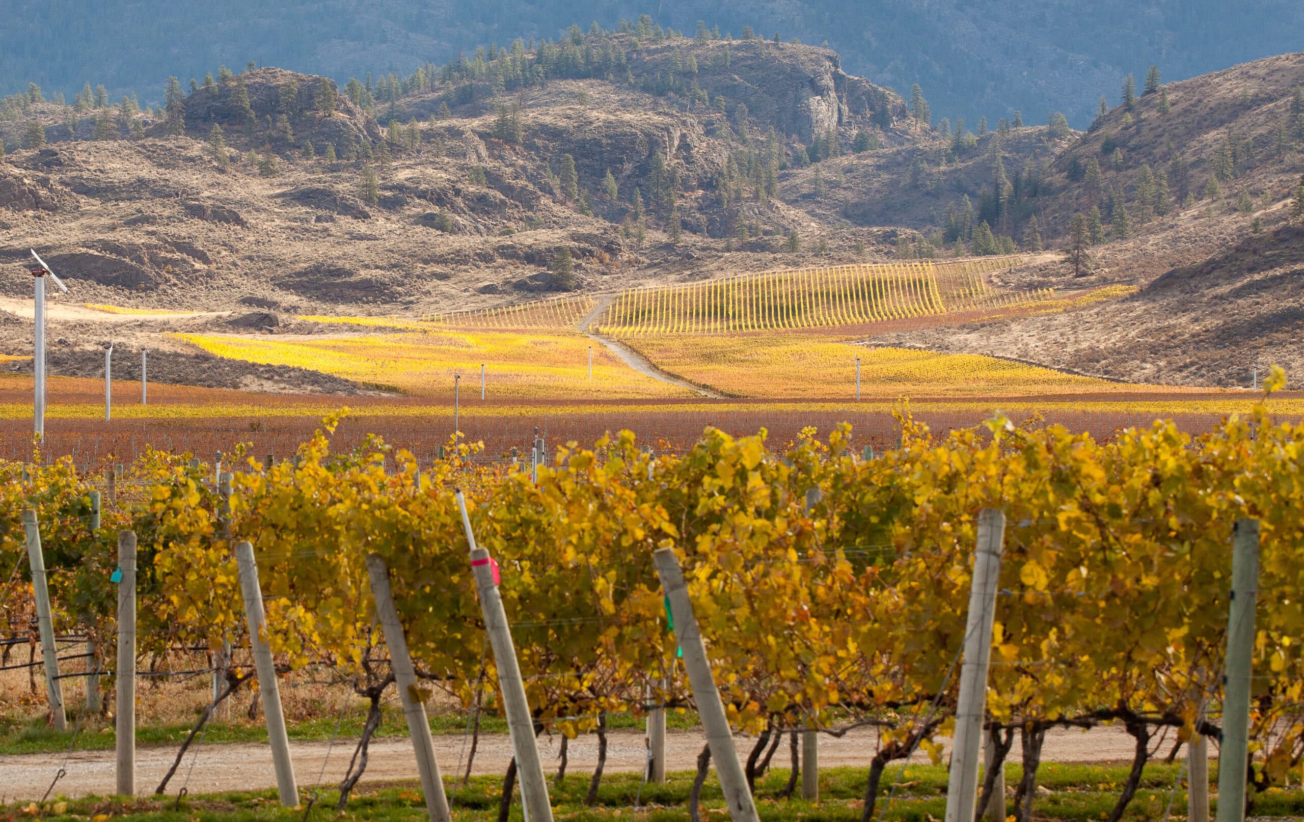 See the Magic of Harvest Time in Osoyoos BC