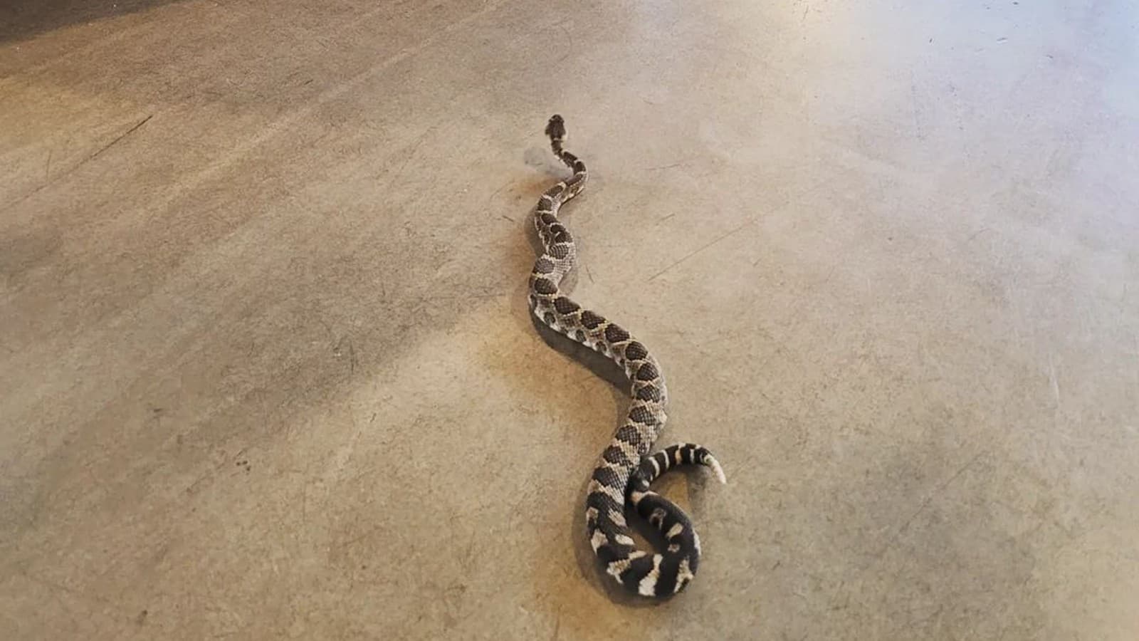 Research being done at Nk’Mip Desert Cultural Centre leads to return of Osoyoos snake found in Vancouver Ferrari dealership