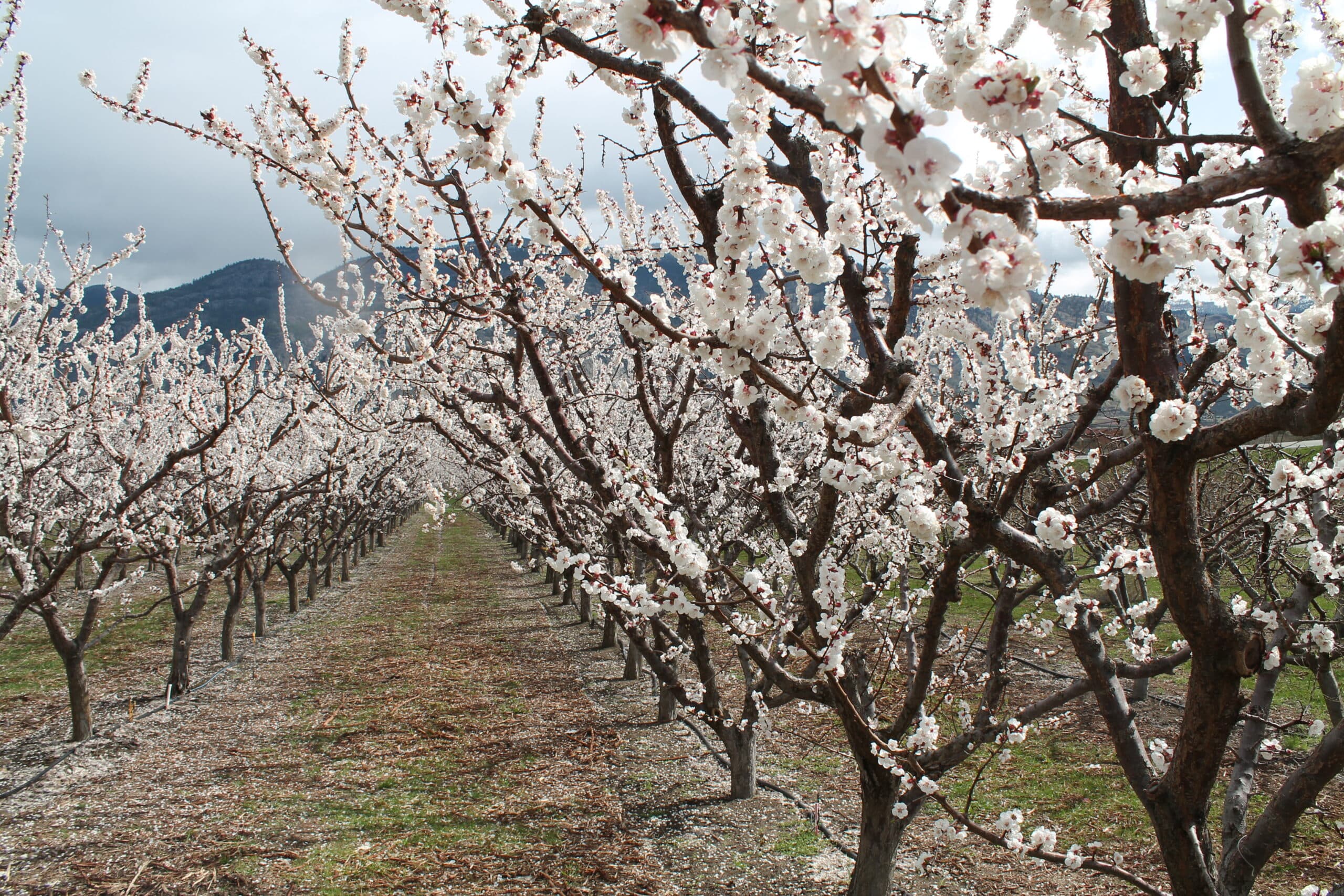Kelowna Now Contest: The Ultimate Guide to Your Spring Getaway in Osoyoos