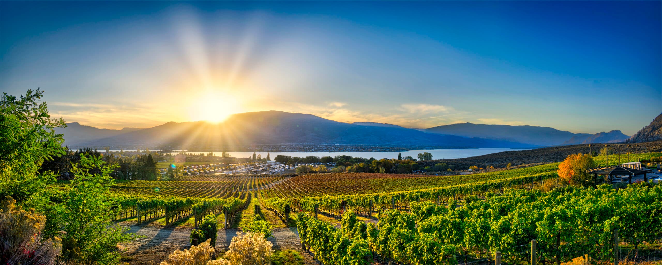 South Okanagan vineyards at sunset