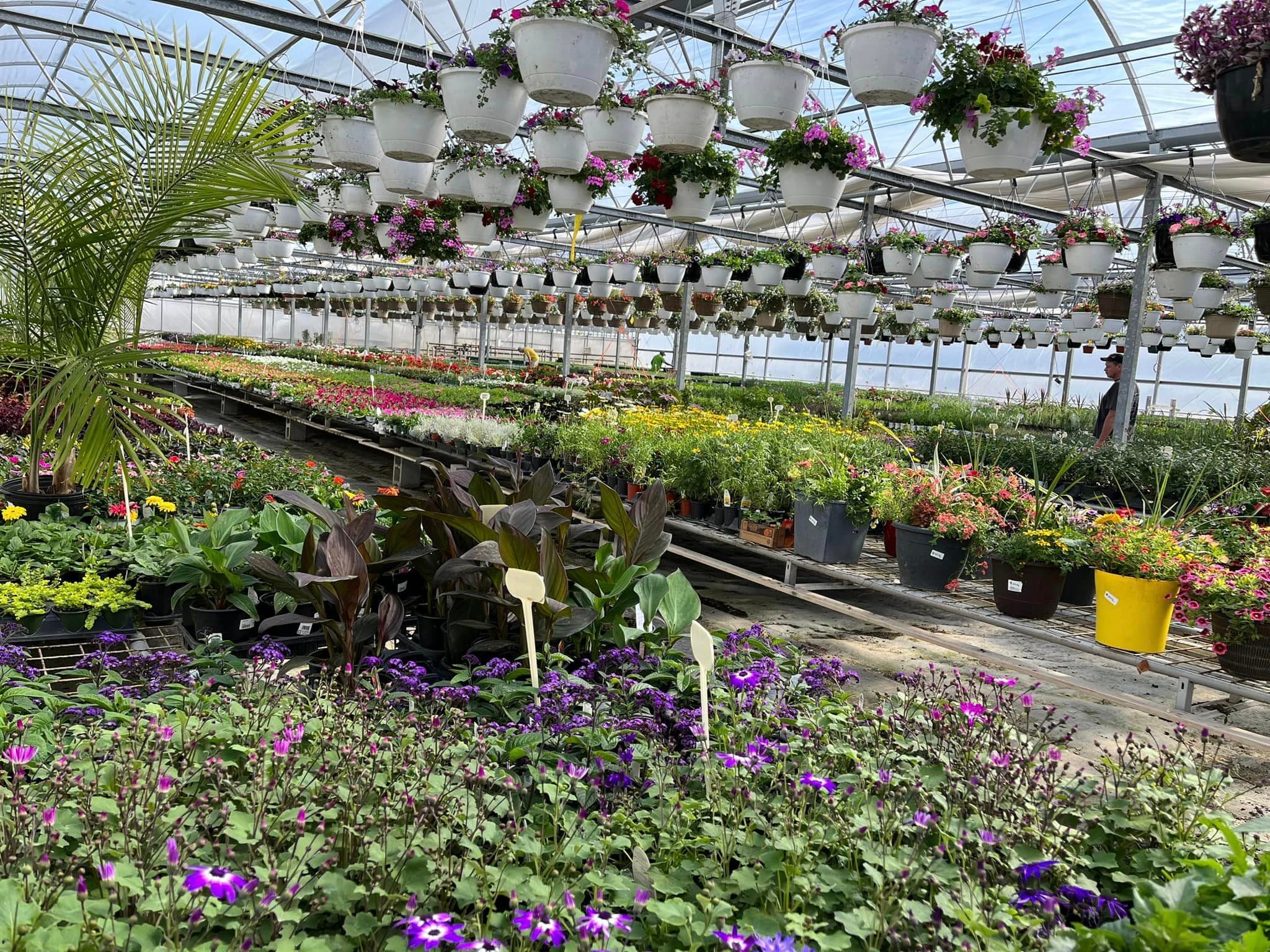 Sandhu Greenhouses & Nursery