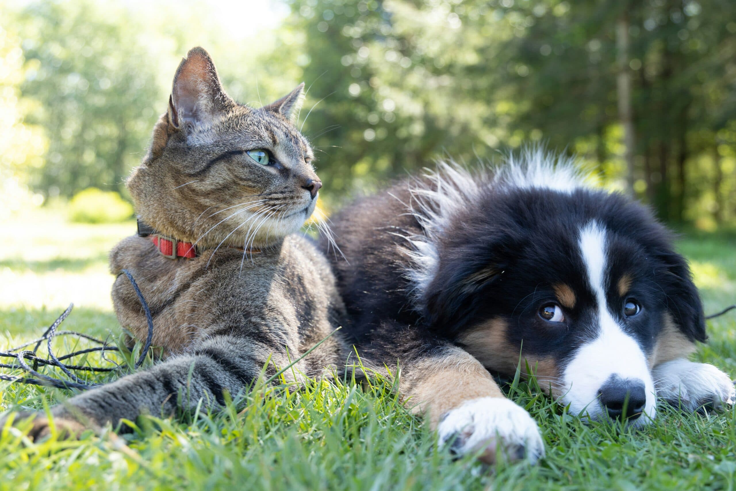 Pet Pageant @ Blue Barn Osoyoos