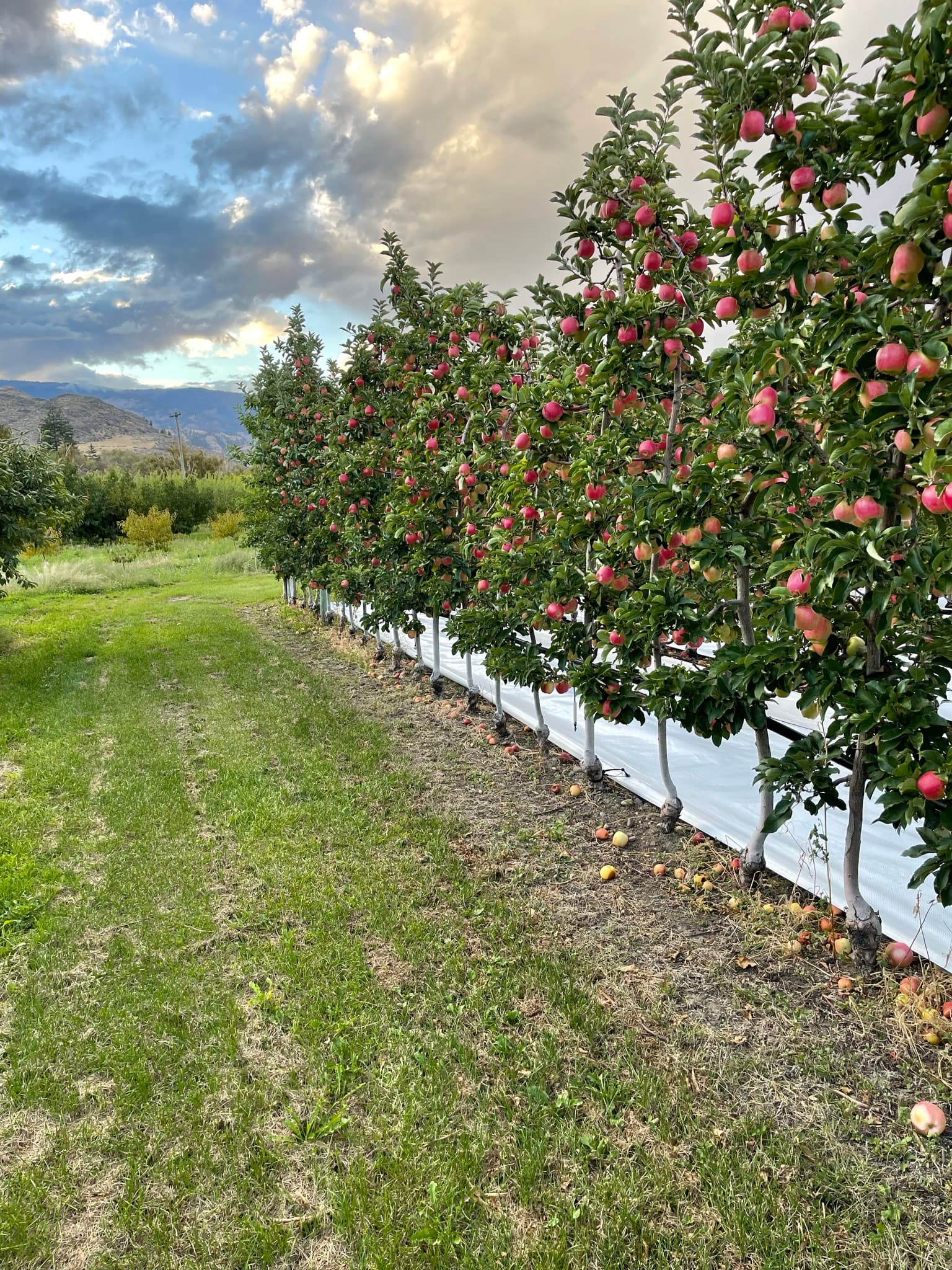 Peach Hill Farm & Fruit Market
