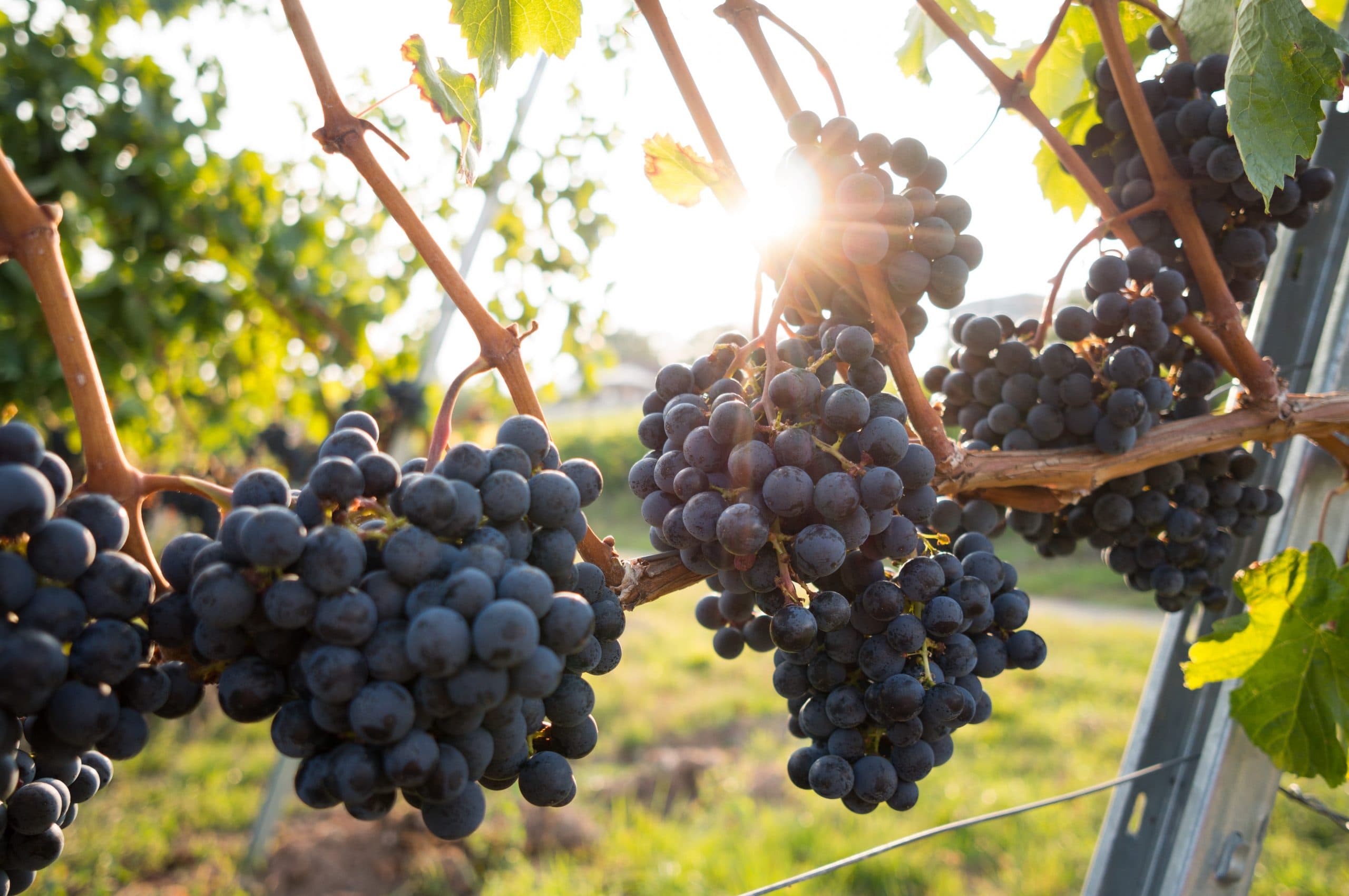 5 New Wineries to Visit on Your Next Trip to Osoyoos Wine Country