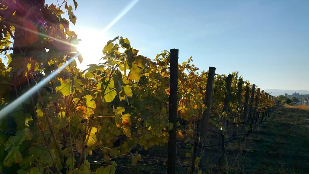 5 Ways to See Spectacular Fall Foliage in Osoyoos BC